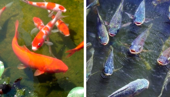 Criando peixes na roça