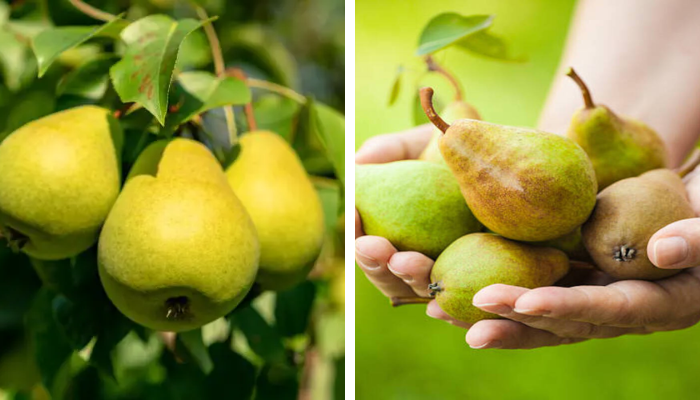 Como Plantar Pera em Seu Quintal