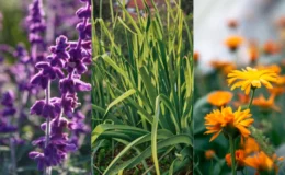 10 Plantas que Espantam Mosquitos