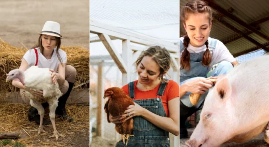 Melhores Animais para Criar nas Fazendas